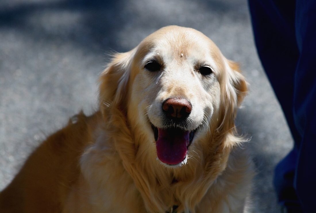 Perro sano; precaución con la kombucha en perros
