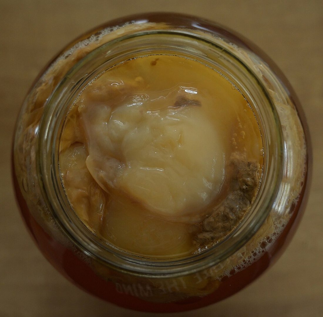 Cultivo de kombucha madurando en el tarro