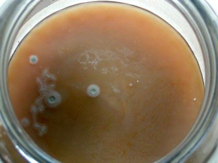 Moho sobre un SCOBY de kombucha en mal estado