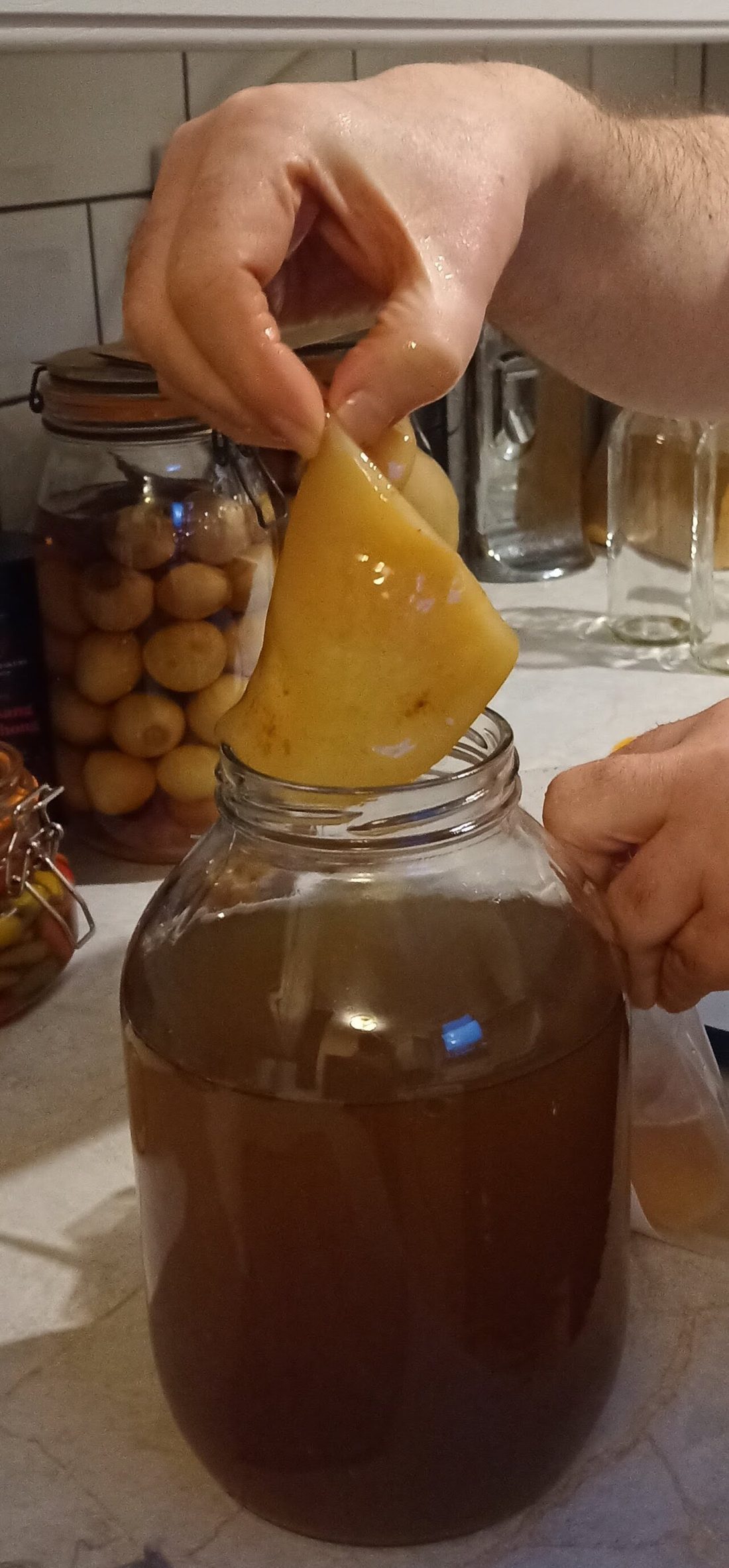 Añadiendo el SCOBY al té para iniciar la fermentación