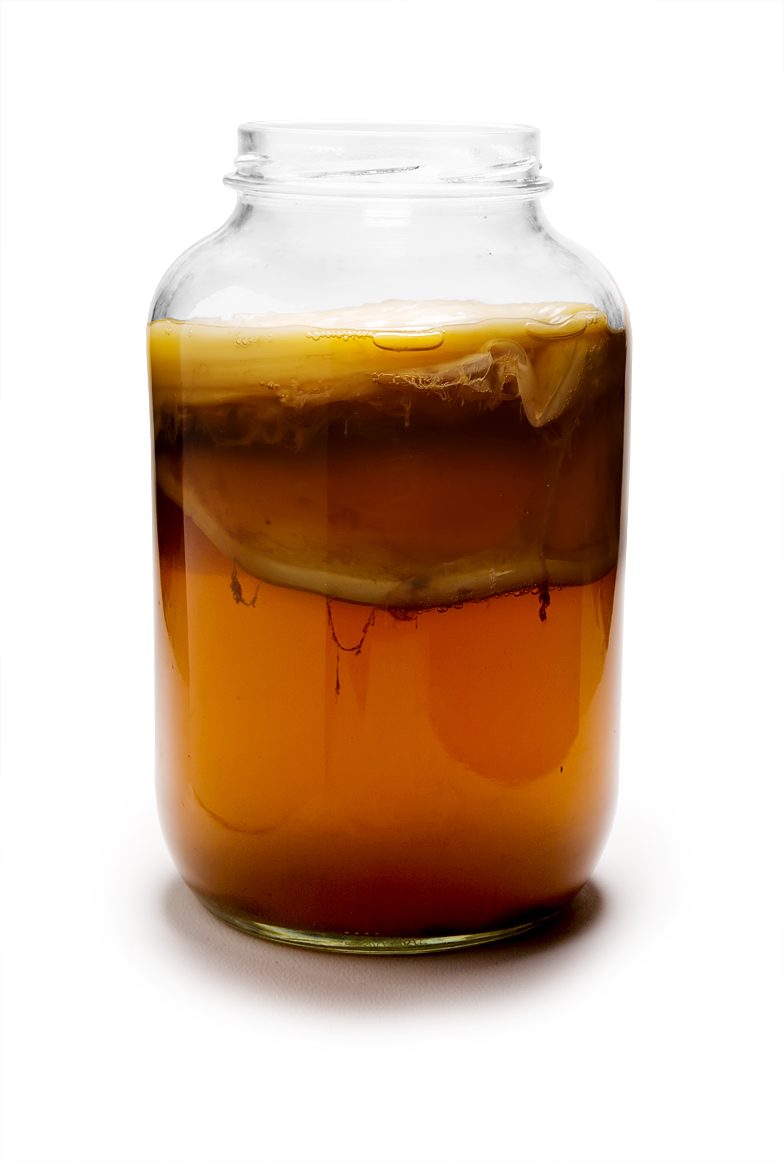 SCOBY maduro de kombucha, la madre del cultivo