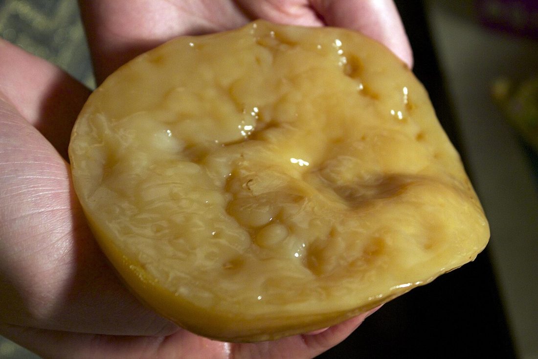 SCOBY de kombucha sano de cerca