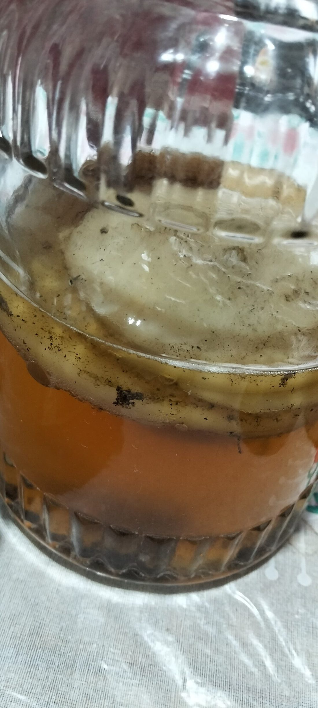 SCOBY flotando en el té dentro del tarro